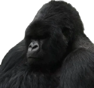 😔-Dian Fossey gorillas, Telegram Sticker