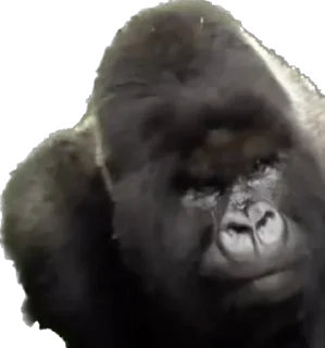 😡-Dian Fossey gorillas, Telegram Sticker