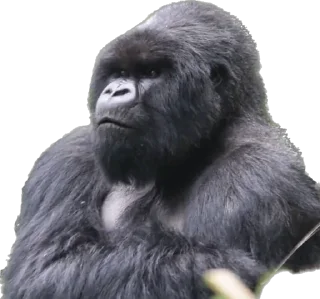👿-Dian Fossey gorillas, Telegram Sticker