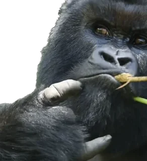 😎-Dian Fossey gorillas, Telegram Sticker