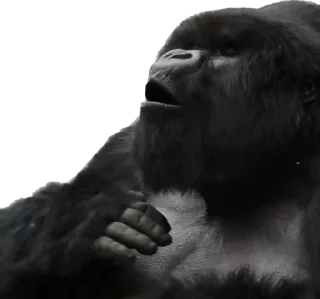 😌-Dian Fossey gorillas, Telegram Sticker