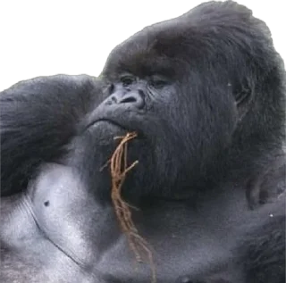 🥱-Dian Fossey gorillas, Telegram Sticker