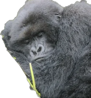 😴-Dian Fossey gorillas, Telegram Sticker