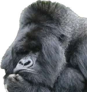 🤔-Dian Fossey gorillas, Telegram Sticker