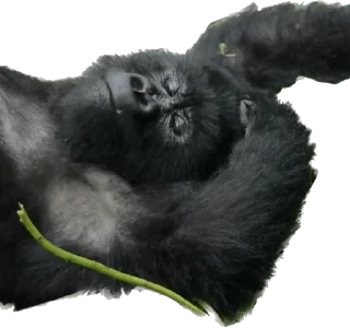 😴-Dian Fossey gorillas, Telegram Sticker
