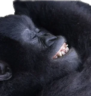 😎-Dian Fossey gorillas, Telegram Sticker
