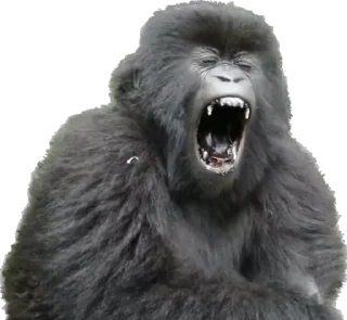 🤪-Dian Fossey gorillas, Telegram Sticker
