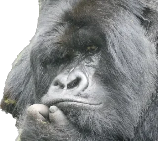 🤔-Dian Fossey gorillas, Telegram Sticker