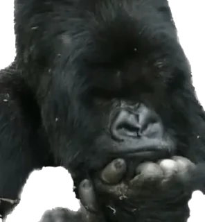 😕-Dian Fossey gorillas, Telegram Sticker