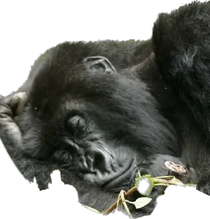 😴-Dian Fossey gorillas, Telegram Sticker