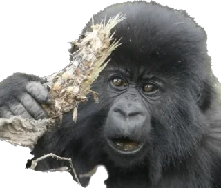 😠-Dian Fossey gorillas, Telegram Sticker