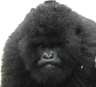 😡-Dian Fossey gorillas, Telegram Sticker