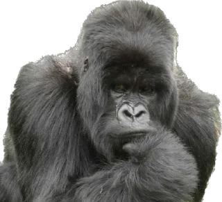 🧐-Dian Fossey gorillas, Telegram Sticker