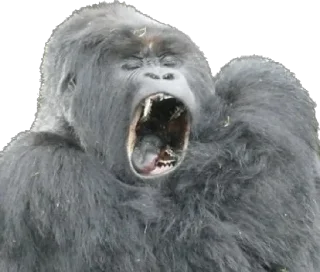 🥱-Dian Fossey gorillas, Telegram Sticker