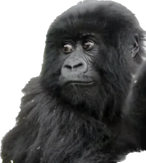 🥺-Dian Fossey gorillas, Telegram Sticker