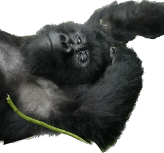 😌-Dian Fossey gorillas, Telegram Sticker
