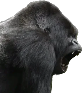 😧-Dian Fossey gorillas, Telegram Sticker