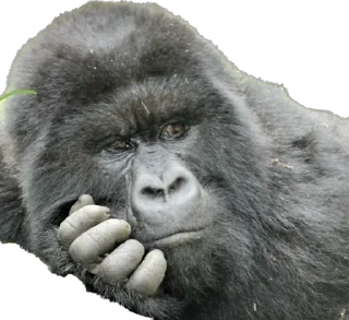😒-Dian Fossey gorillas, Telegram Sticker