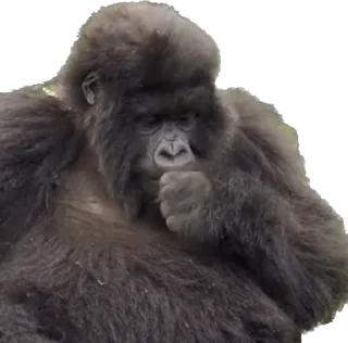 🫤-Dian Fossey gorillas, Telegram Sticker