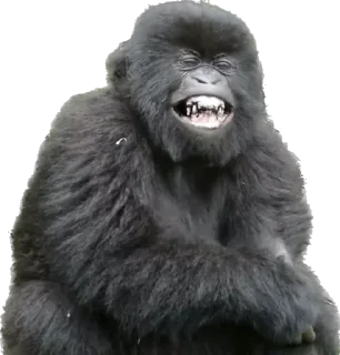 😬-Dian Fossey gorillas, Telegram Sticker