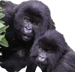 😦-Dian Fossey gorillas, Telegram Sticker