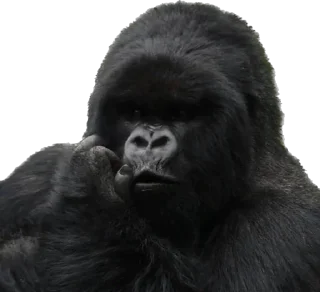 🤨-Dian Fossey gorillas, Telegram Sticker