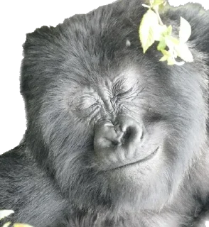 😊-Dian Fossey gorillas, Telegram Sticker