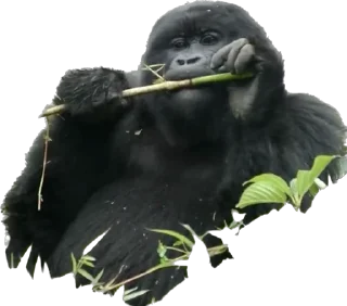 🥬-Dian Fossey gorillas, Telegram Sticker