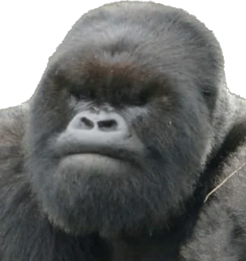 Dian Fossey gorillas, telegram sticker
