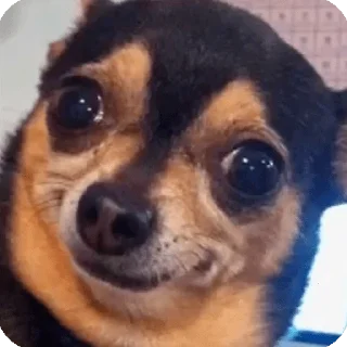 😐-Elite de l'actu, Telegram Sticker