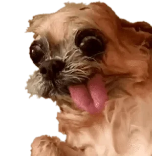 🤪-Elite de l'actu, Telegram Sticker