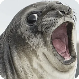 🙃-Elite de l'actu, Telegram Sticker