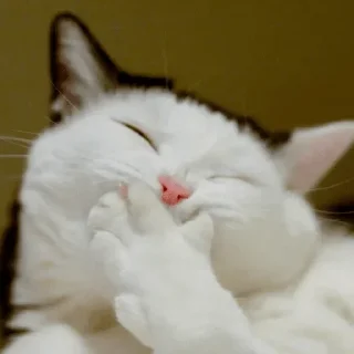 😄-Elite de l'actu, Telegram Sticker