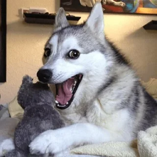 😄-Elite de l'actu, Telegram Sticker