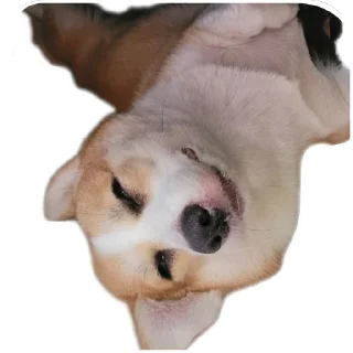 🐶-emma, Telegram Sticker
