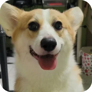 🐶-emma, Telegram Sticker