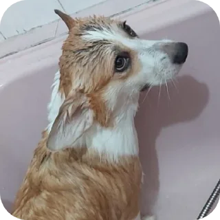 🐶-emma, Telegram Sticker