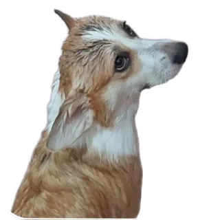 🐶-emma, Telegram Sticker
