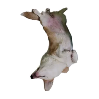 🐶-emma, Telegram Sticker
