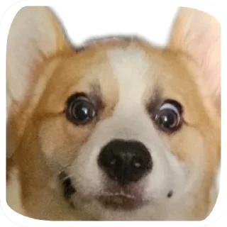 🐶-emma, Telegram Sticker