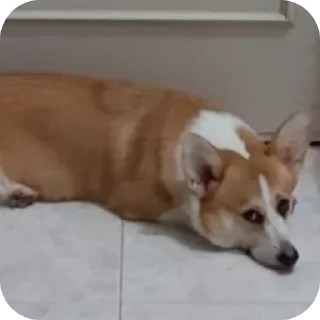 🐶-emma, Telegram Sticker