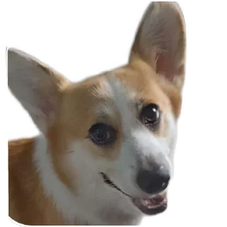 🐶-emma, Telegram Sticker
