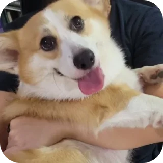 🐶-emma, Telegram Sticker