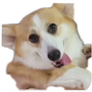 🐶-emma, Telegram Sticker