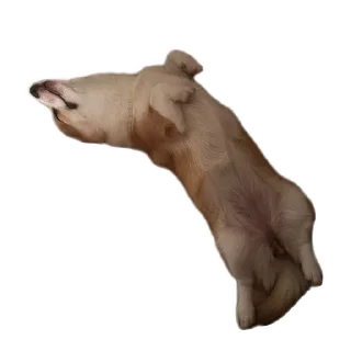 🐶-emma, Telegram Sticker