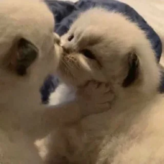 🤍-вместо тысячи слов, Telegram Sticker