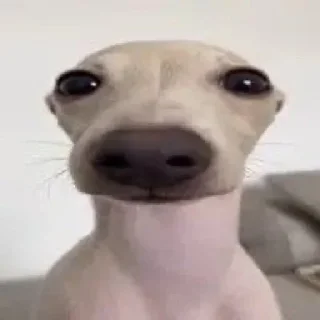 🧐-вместо тысячи слов, Telegram Sticker
