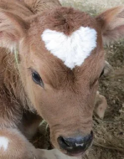 🥰-вместо тысячи слов, Telegram Sticker