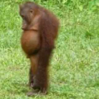 😕-вместо тысячи слов, Telegram Sticker
