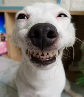 😆-вместо тысячи слов, Telegram Sticker
